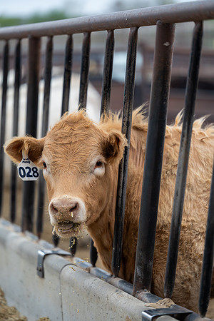 Cow Class - April 2026