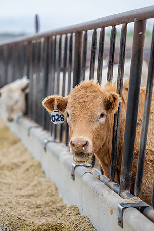 Cow Class - April 2026