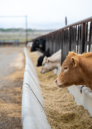 Cow Class - April 2026