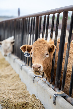 Cow Class - April 2026
