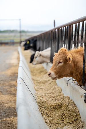 Cow Class - April 2026