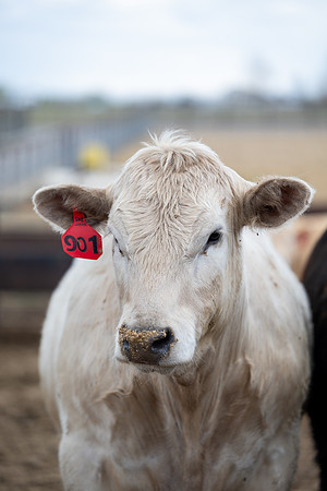 Cow Class - April 2026