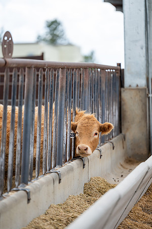 Cow Class - April 2026