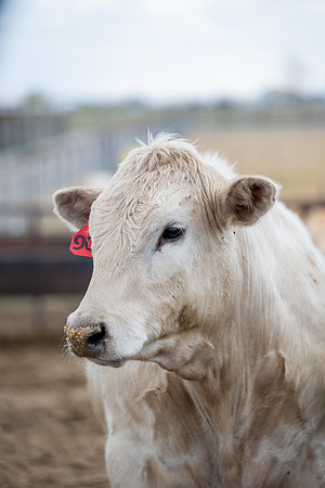 Cow Class - April 2026