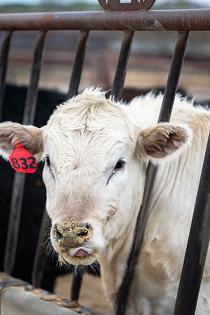 Cow Class - April 2026
