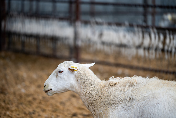 Cow Class - April 2026