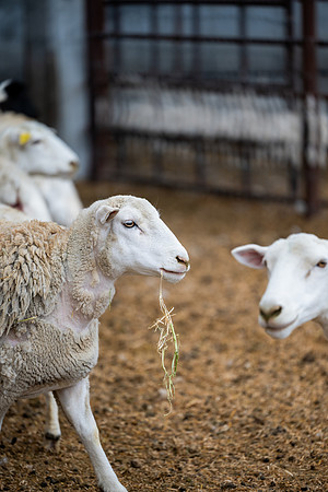 Cow Class - April 2026