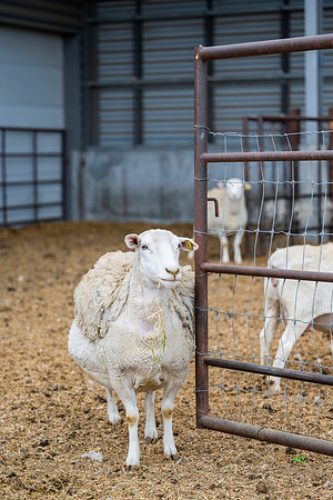 Cow Class - April 2026