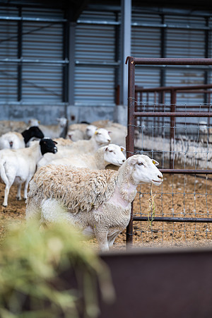 Cow Class - April 2026