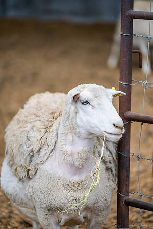 Cow Class - April 2026