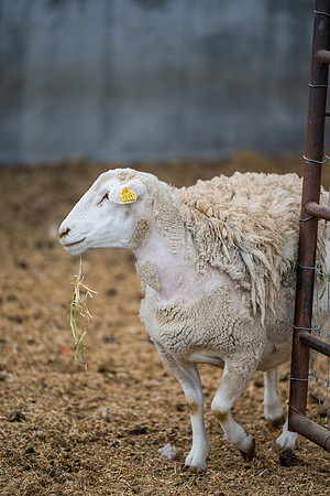 Cow Class - April 2026