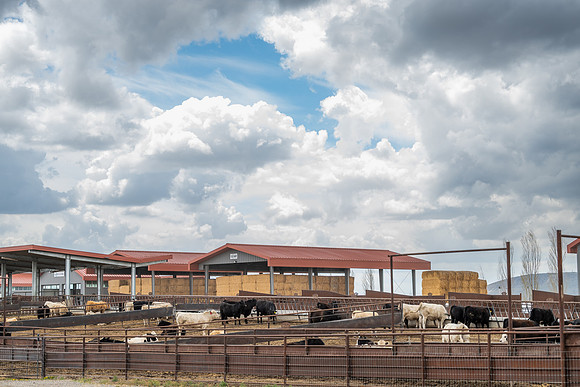 Cow Class - April 2026