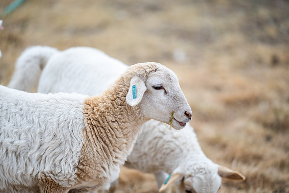 Cow Class - April 2026