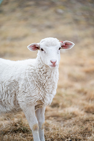 Cow Class - April 2026