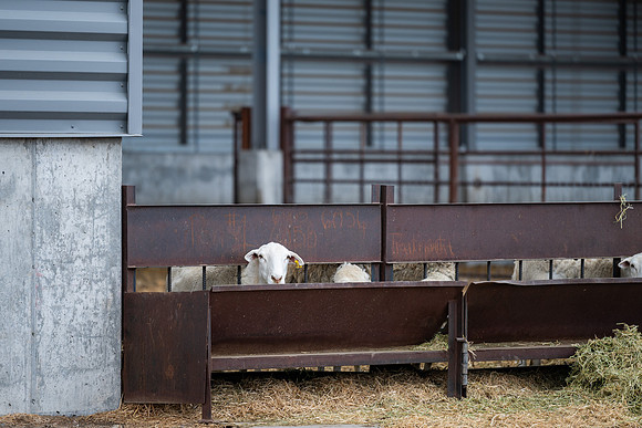 Cow Class - April 2026