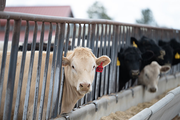 Cow Class - April 2026