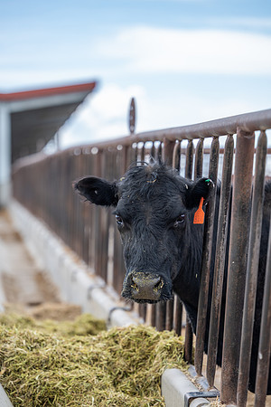 Cow Class - April 2026