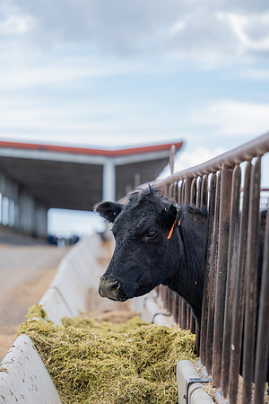 Cow Class - April 2026