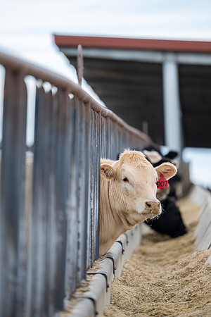 Cow Class - April 2026