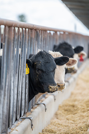 Cow Class - April 2026