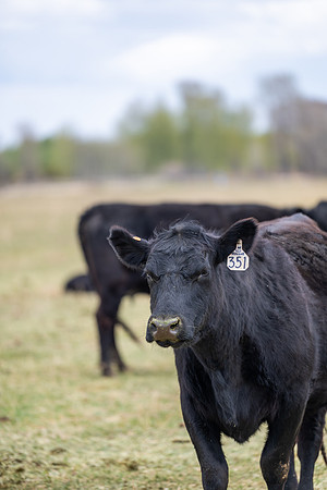 Cow Class - April 2026