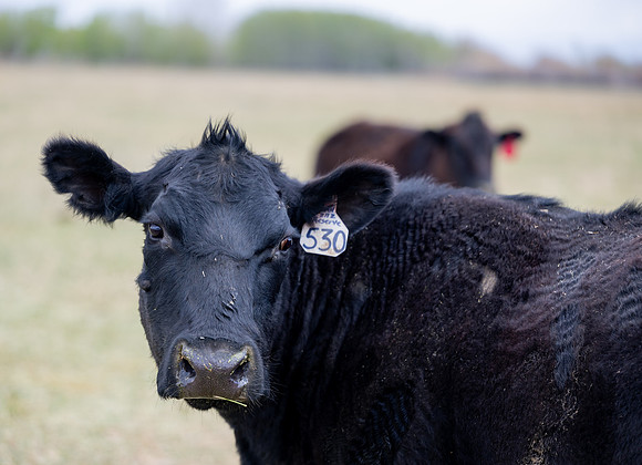 Cow Class - April 2026