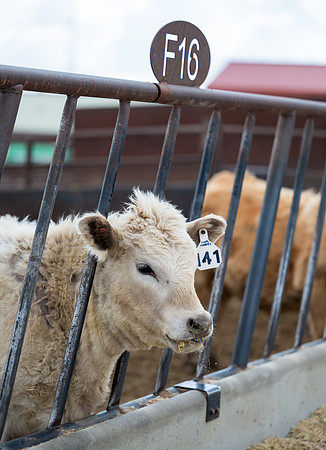 Cow Class - April 2026