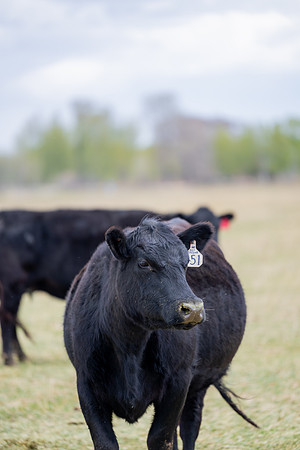 Cow Class - April 2026