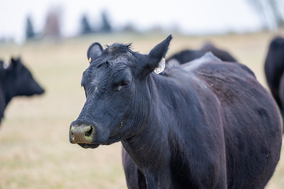 Cow Class - April 2026