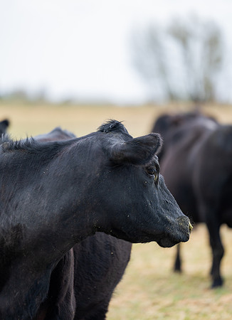 Cow Class - April 2026