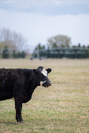 Cow Class - April 2026