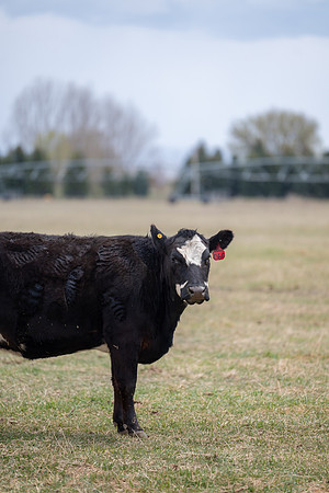 Cow Class - April 2026
