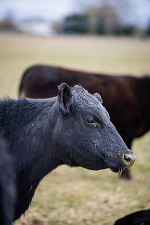 Cow Class - April 2026