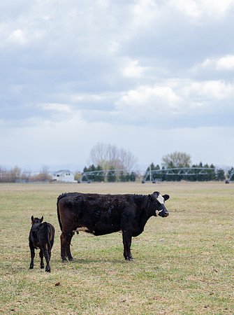 Cow Class - April 2026