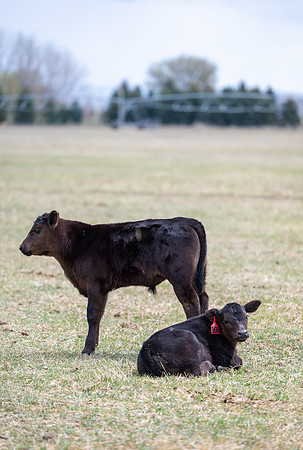 Cow Class - April 2026