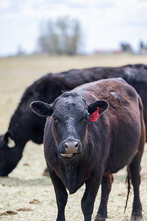 Cow Class - April 2026