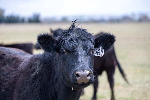 Cow Class - April 2026