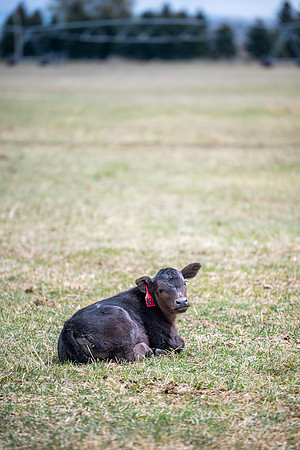 Cow Class - April 2026