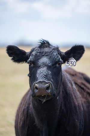 Cow Class - April 2026
