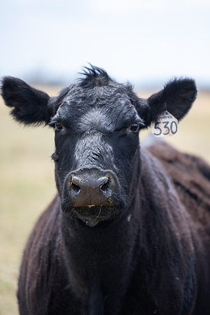 Cow Class - April 2026