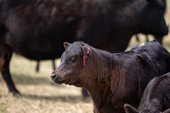 Cow Class - April 2026