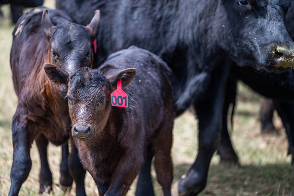 Cow Class - April 2026