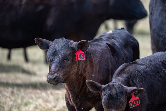 Cow Class - April 2026