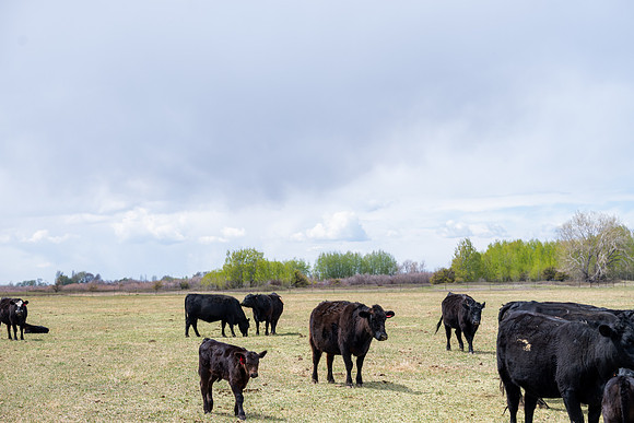 Cow Class - April 2026