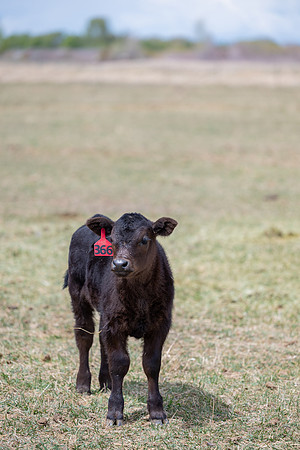 Cow Class - April 2026