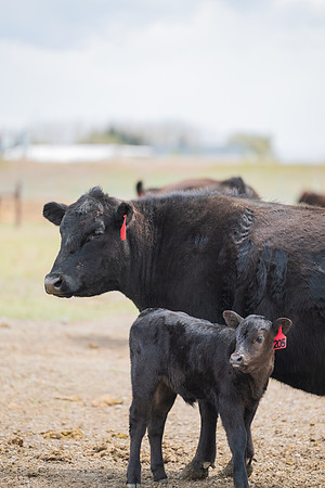 Cow Class - April 2026