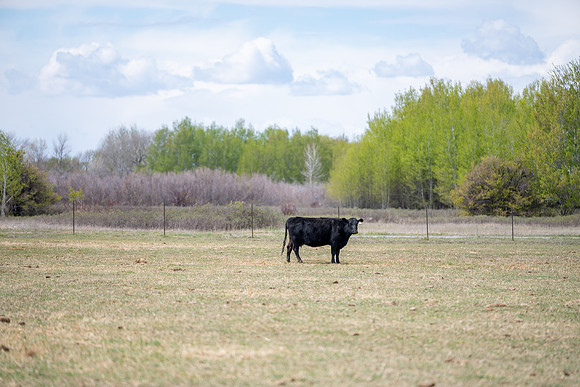 Cow Class - April 2026