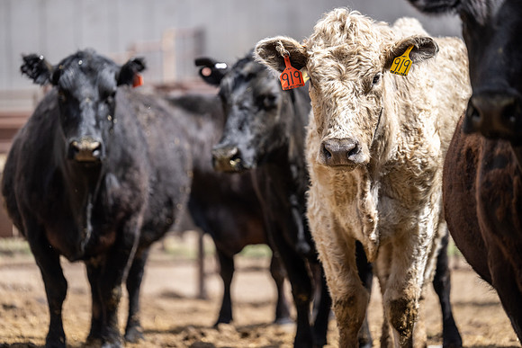 Cow Class - April 2026