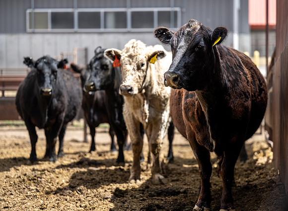 Cow Class - April 2026