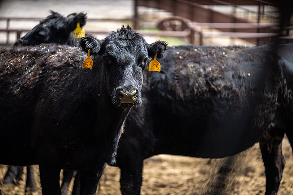 Cow Class - April 2026